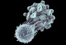 <strong>Doğal Katil Hücreler Kanser Tedavisine  Yeni Bir Bakış Kazandırıyor!</strong>